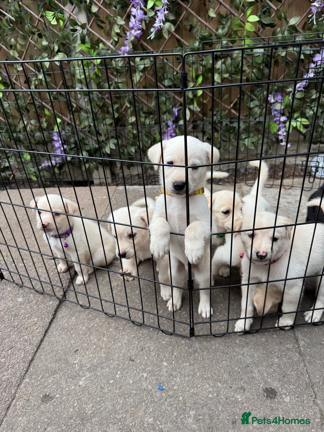 Mixed Breed dogs for sale: Beautiful Puppies looking for their forever home♥️ - Image 24