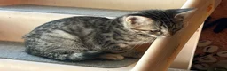 Bengal cats for sale: Bengal beautiful  - Advert 14