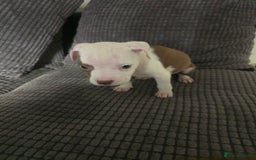 Staffordshire Bull Terrier dogs for sale: Staffordshire bull terrier puppy's  - Image 9