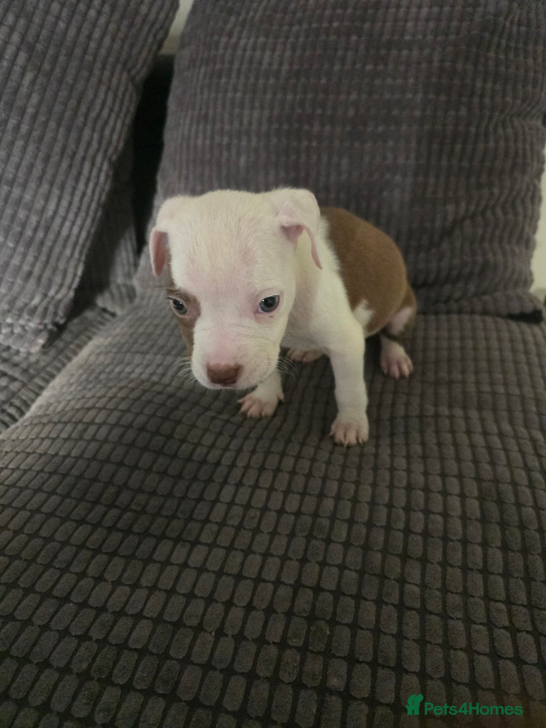 Staffordshire Bull Terrier dogs for sale: Staffordshire bull terrier puppy's  - Image 9