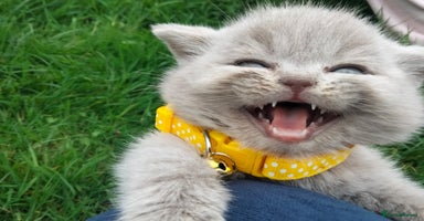 British Shorthair cats - Advert 1