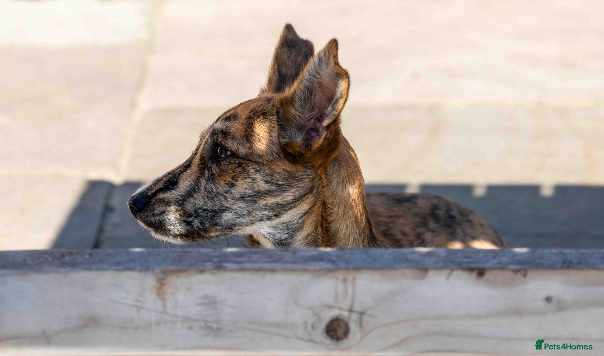 Mixed Breed dogs Lovely Leah - Advert 2