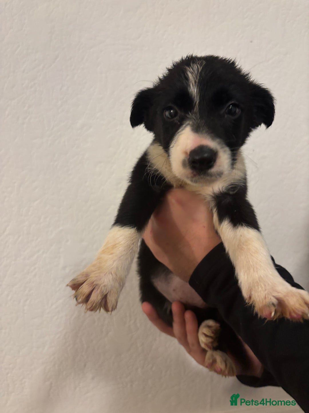 Border Collie dogs for sale: Border collie puppies for sale  - Image 6