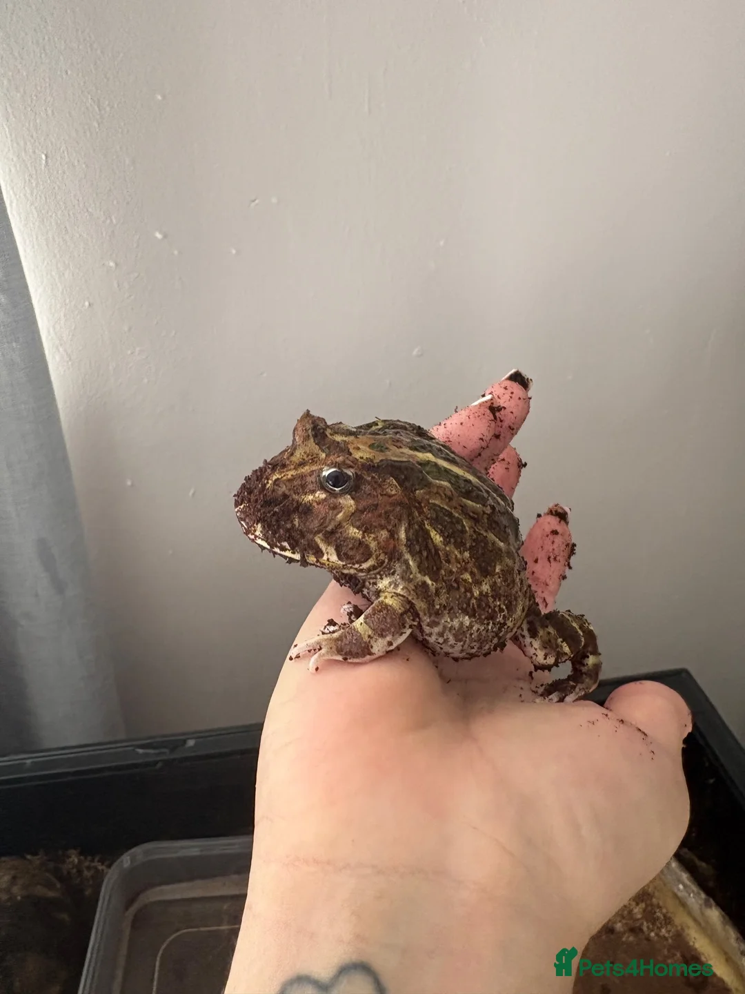Frog reptiles for sale: Pac-Man frog (horned frog)  - Advert 2
