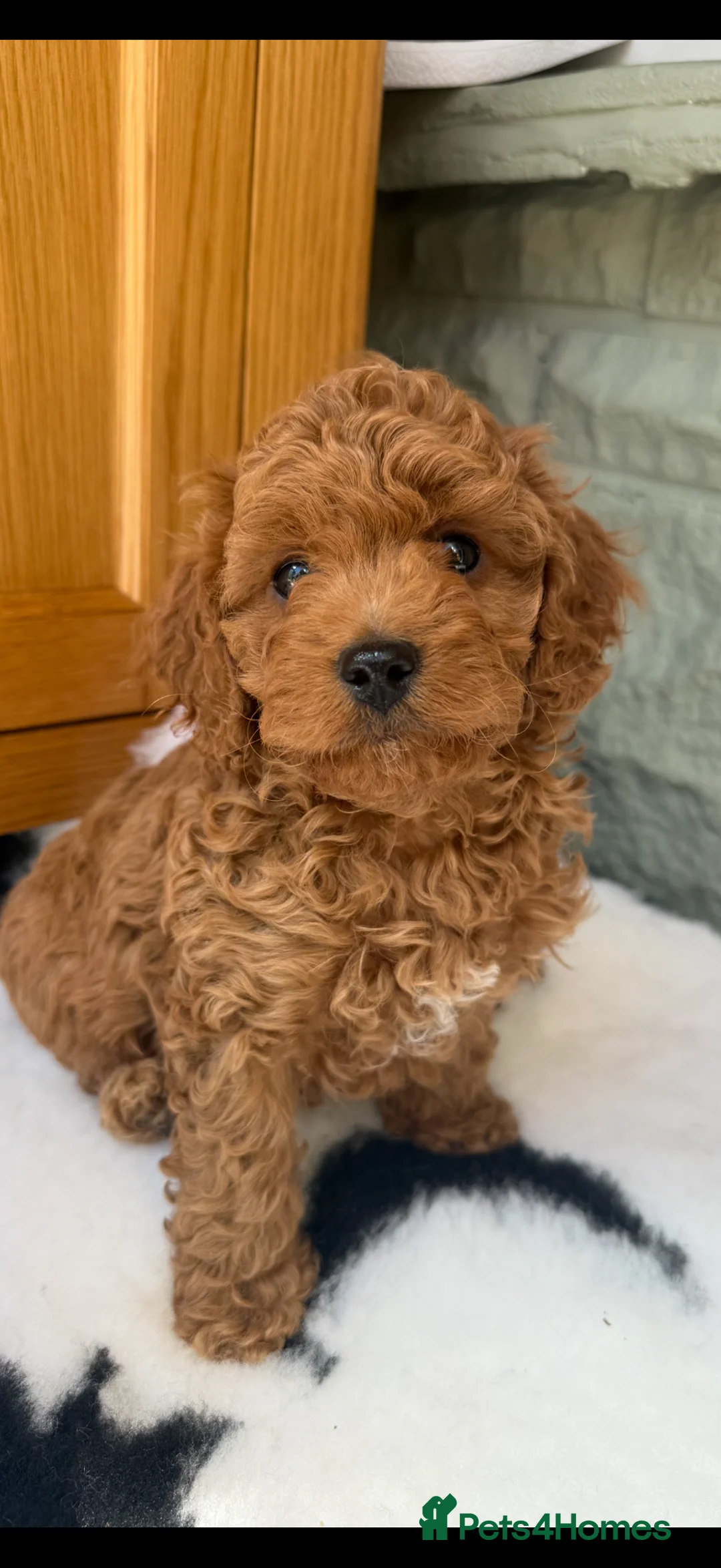 Cavapoo dogs for sale: Extensively Health Tested Red Cavapoos - Advert 1