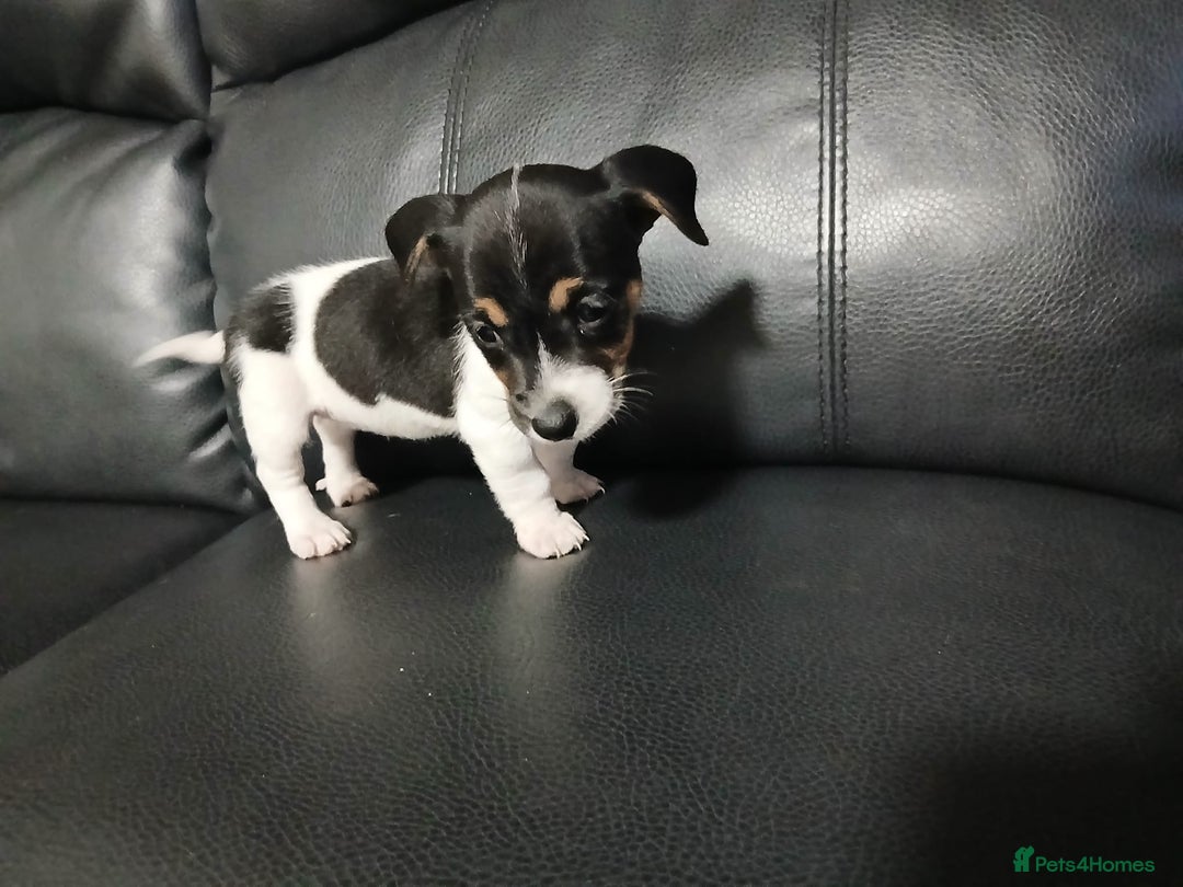 Jack Russell dogs for sale: Jack Russell puppies - Advert 7