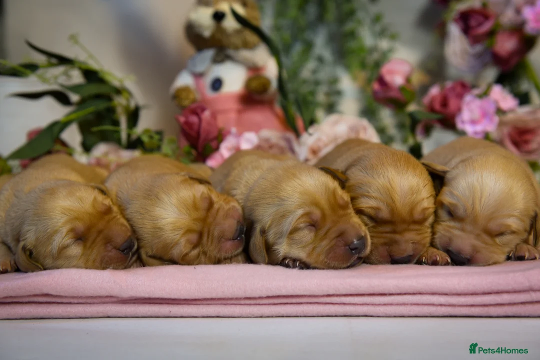 Goldador dogs for sale: Beautiful Red Goldador Puppys DNA Clear - Advert 12