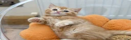 British Shorthair cats for sale: Beautiful British Shorthair & Longhair Kittens - Advert 17