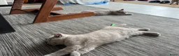 British Shorthair cats for sale: 💜 Lilac BSH Boys – Ready for Their Forever Homes in Dartford - Advert 31