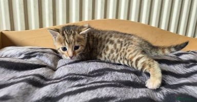 Bengal cats - Advert 16