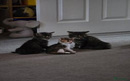 Domestic Shorthair cats for sale: Beautiful Girl Kitten ready to leave - Image 10