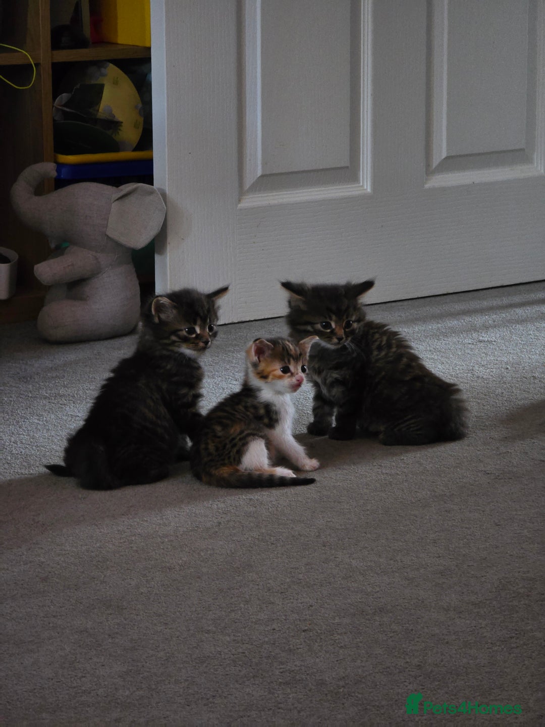 Domestic Shorthair cats for sale: Beautiful Girl Kitten ready to leave - Image 10