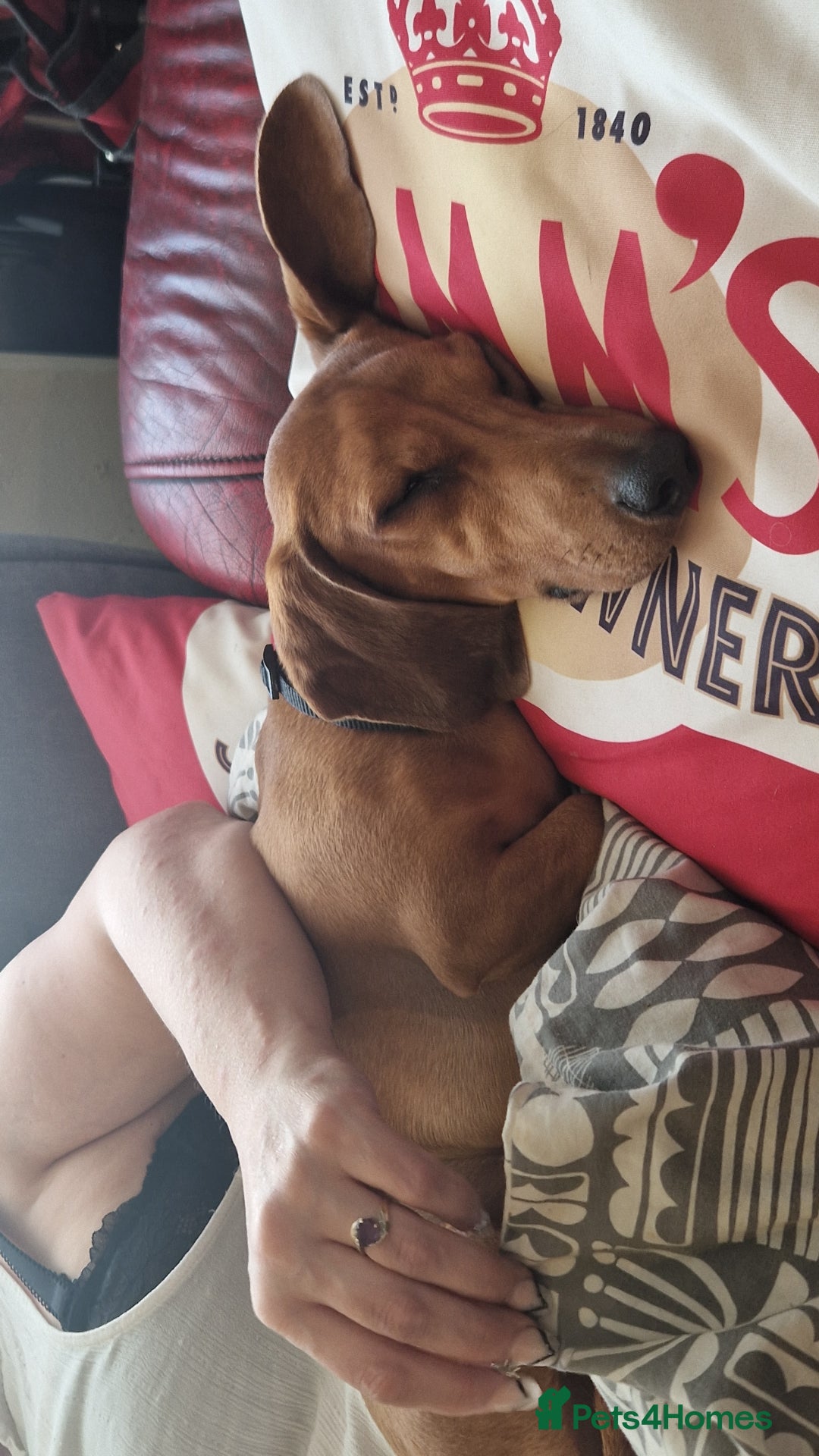 Dachshund dogs for sale: Baby and morty - Advert 5