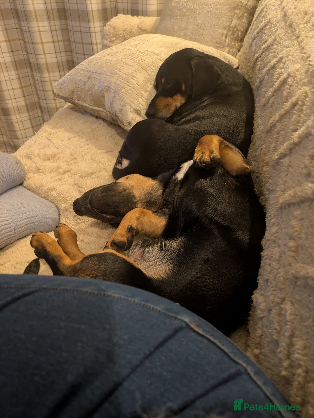 Mixed Breed dogs for sale: Mini Dachshund for rehoming  - Advert 3