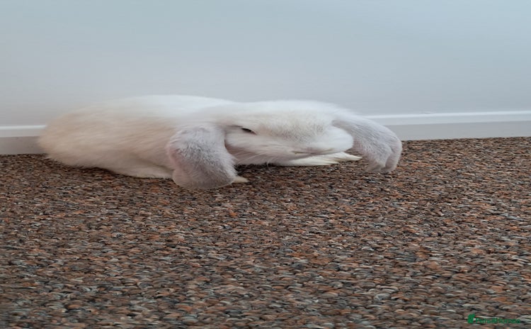 French Lop rabbits - Advert 1