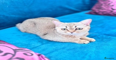 Scottish Fold cats - Advert 15