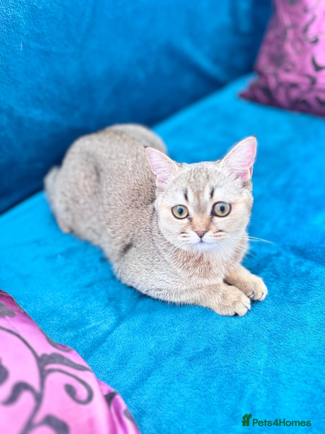 Scottish Fold cats for sale: Rare brown gold chinchilla girl  ready now x - Image 10