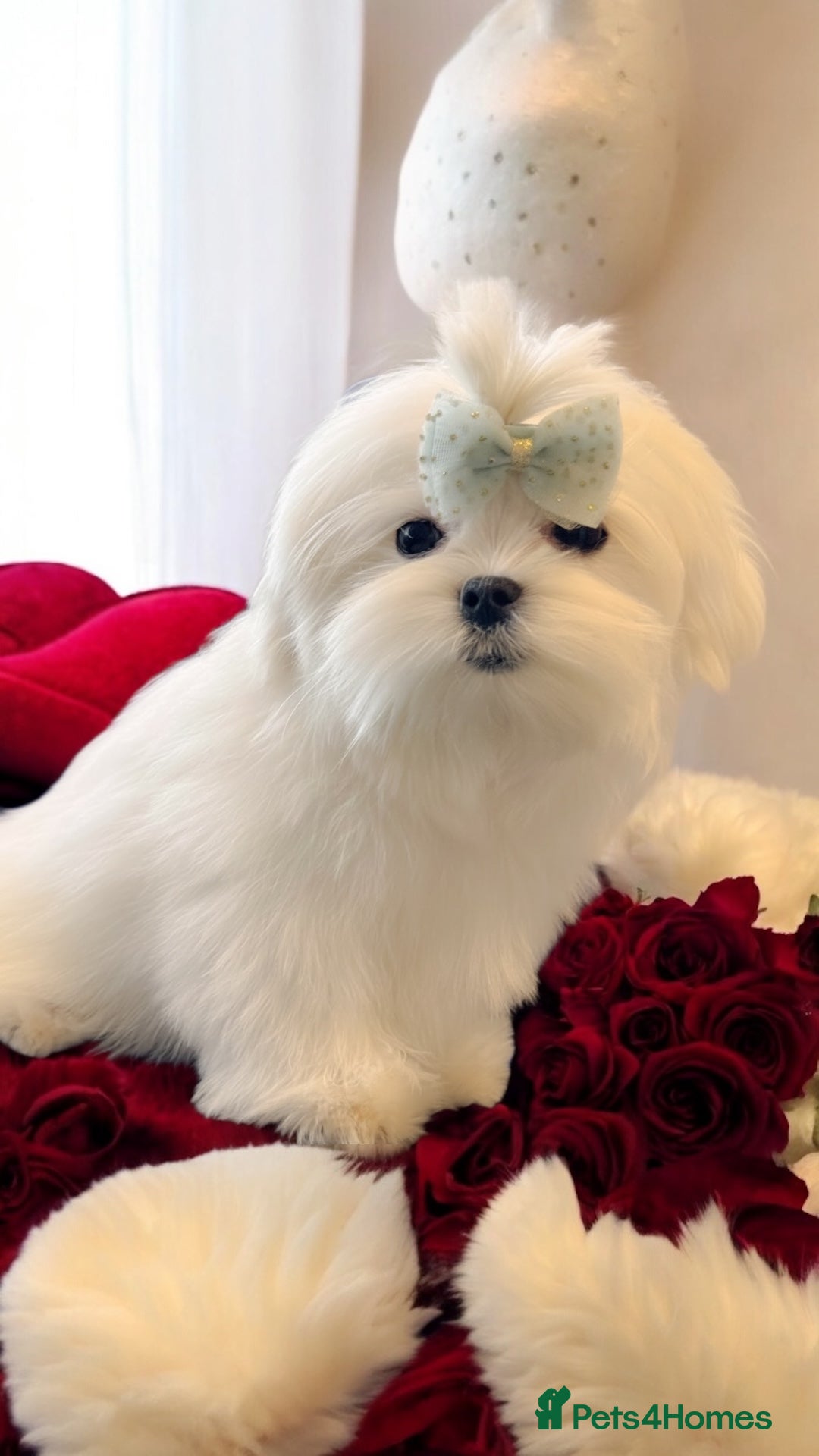 Maltese dogs 💎Last Boy Full Korean Maltese  Available💎 - Advert 6