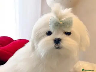 Maltese dogs 💎Last Boy Full Korean Maltese Available💎 - Advert 6
