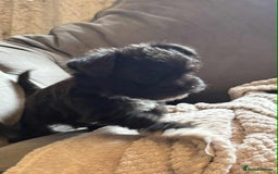 Mixed Breed dogs for sale: Yorkie/jack boy for sale  - Image 5