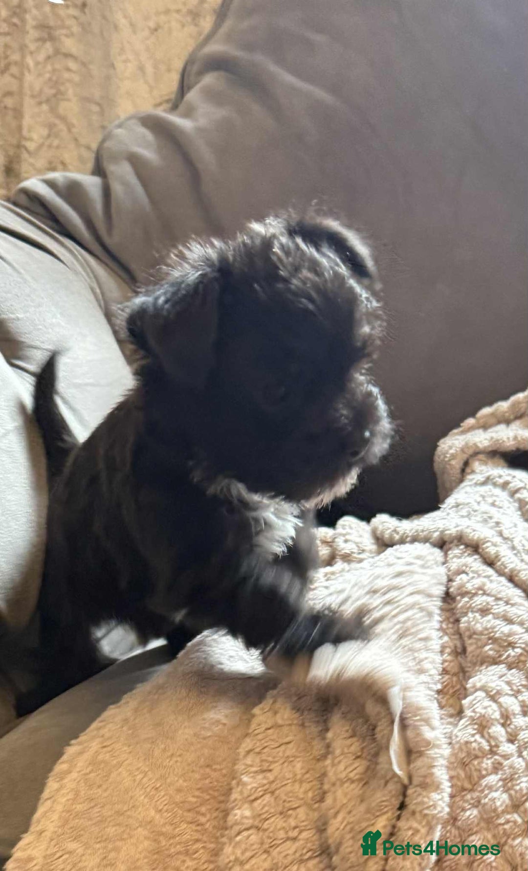 Mixed Breed dogs for sale: Yorkie/jack boy for sale  - Image 5
