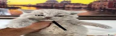 British Shorthair 2