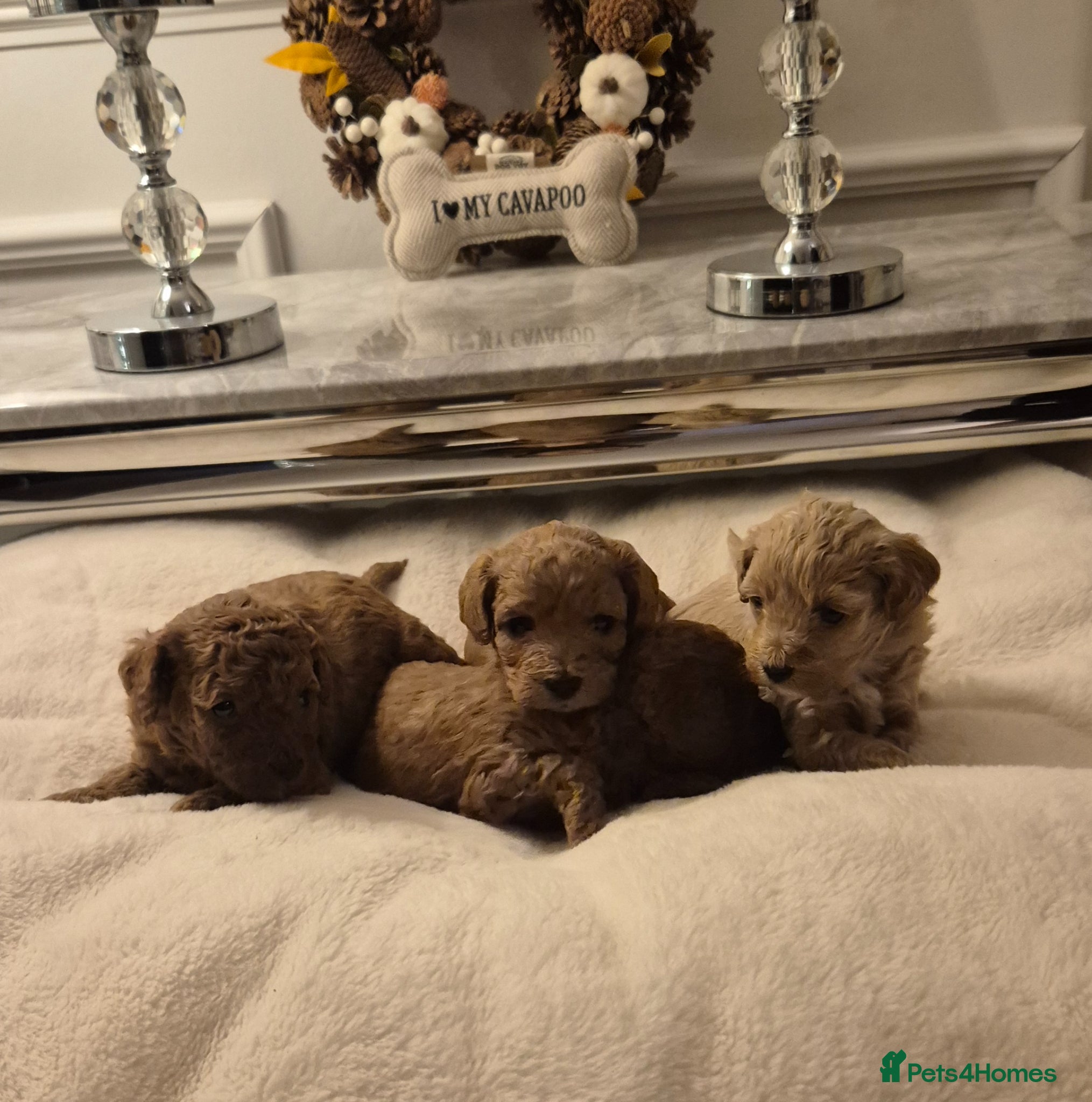 Cavapoo dogs F1B HEALTH TESTED CAVAPOO PUPPIES  - Advert 4