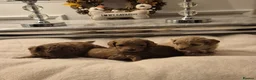 Cavapoo dogs for sale: F1B HEALTH TESTED CAVAPOO PUPPIES  - Advert 16