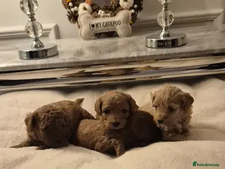 Cavapoo dogs F1B HEALTH TESTED CAVAPOO PUPPIES - Advert 4