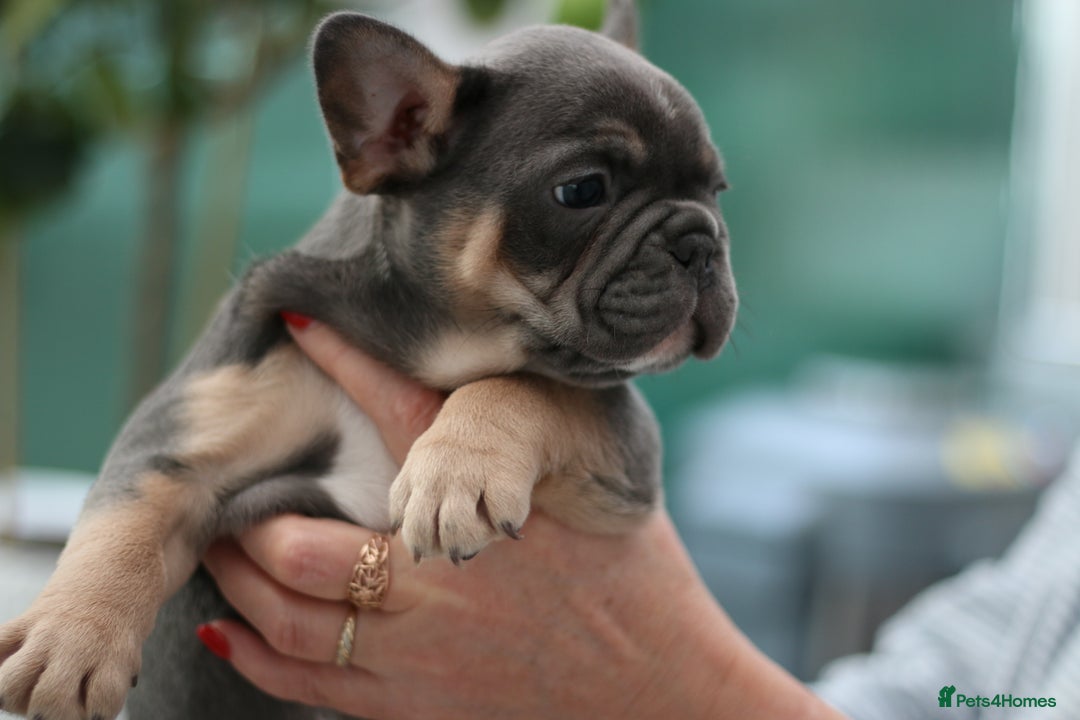 French Bulldog dogs for sale: Cute French Bulldog Puppies Available Soon - Advert 4