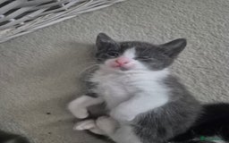 Ragdoll cats for sale: Half ragdoll kittens  - Image 8