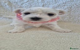 Maltese dogs for sale: Mr, mrs - Image 3