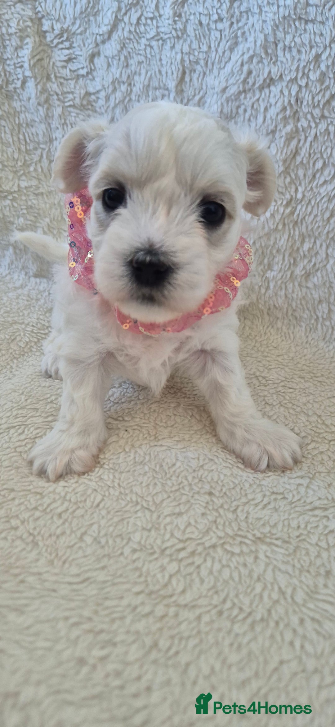 Maltese dogs for sale: Mr, mrs - Image 3
