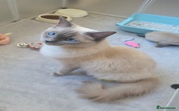 Ragdoll cats for sale: Beautiful blue ragdoll kittens - Image 8