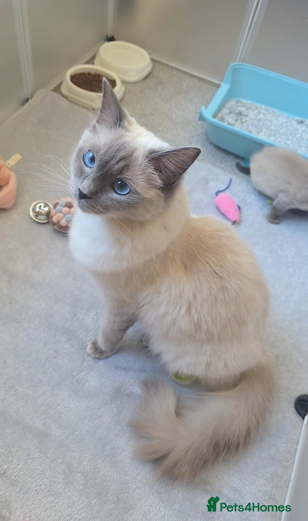 Ragdoll cats for sale: Beautiful blue ragdoll kittens - Image 8