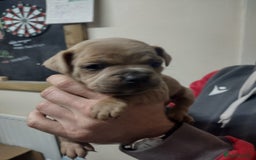 Mixed Breed dogs for sale: French x staffy cocker spaniel  - Image 7