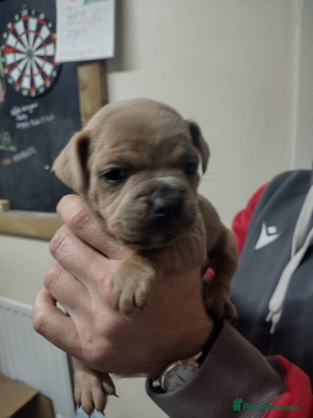 Mixed Breed dogs for sale: French x staffy cocker spaniel  - Image 7