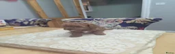 Toy Poodle dogs for sale: Look at our lovely litter of Toy Poodles  - Advert 6