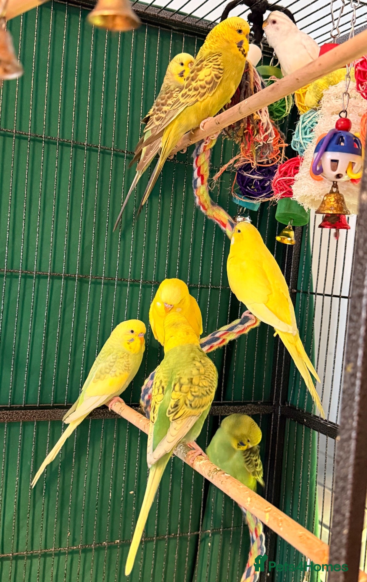 Budgerigars birds Young budgies male and female  Runcorn wa7   - Advert 2