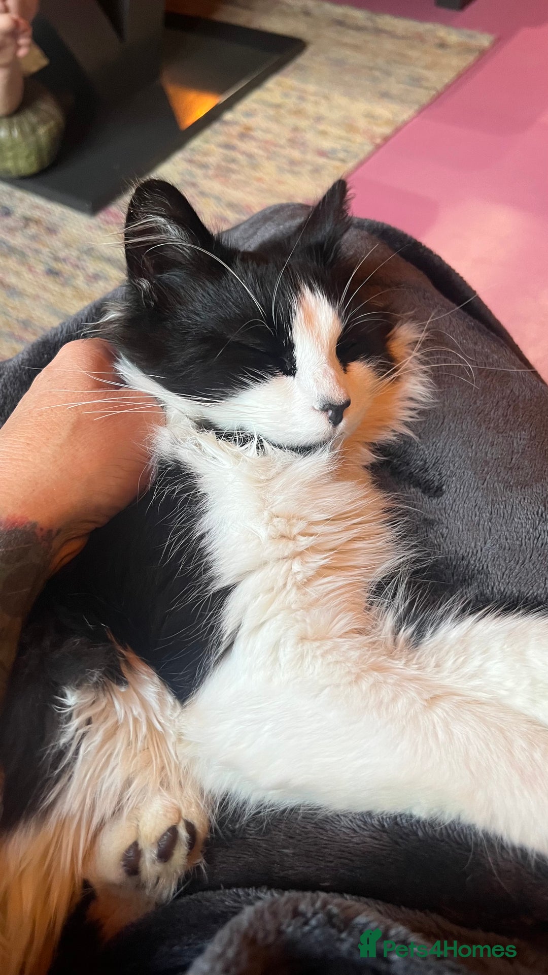 Mixed Breed cats for sale: Beautiful loving cat  - Advert 4