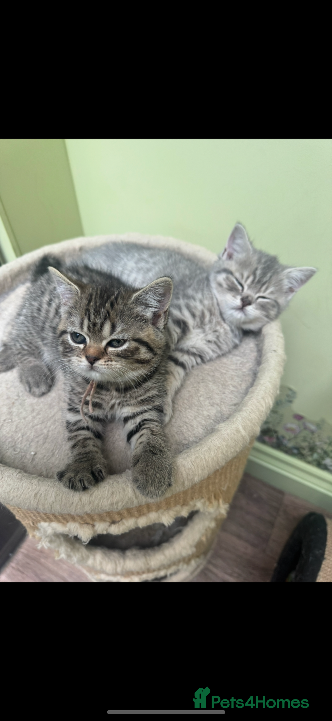 Scottish Fold cats for sale: Scottish fold/ Scottish striaght kittens  - Image 10