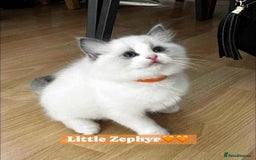 Ragdoll cats for sale: 💖Beautiful Ragdoll💖 Tica register  - Image 13