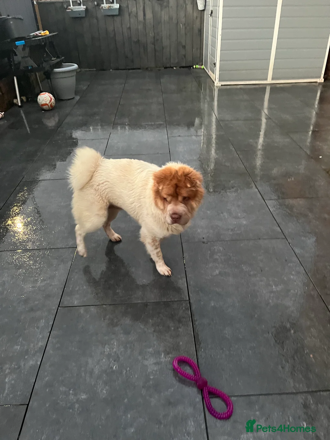 Shar Pei dogs for stud: lilac flower bear coat stud kc reg proven  in Sunderland - Advert 7