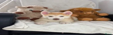 Siberian Husky 4