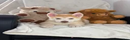 Siberian Husky dogs for sale: Siberian husky puppies  - Advert 7