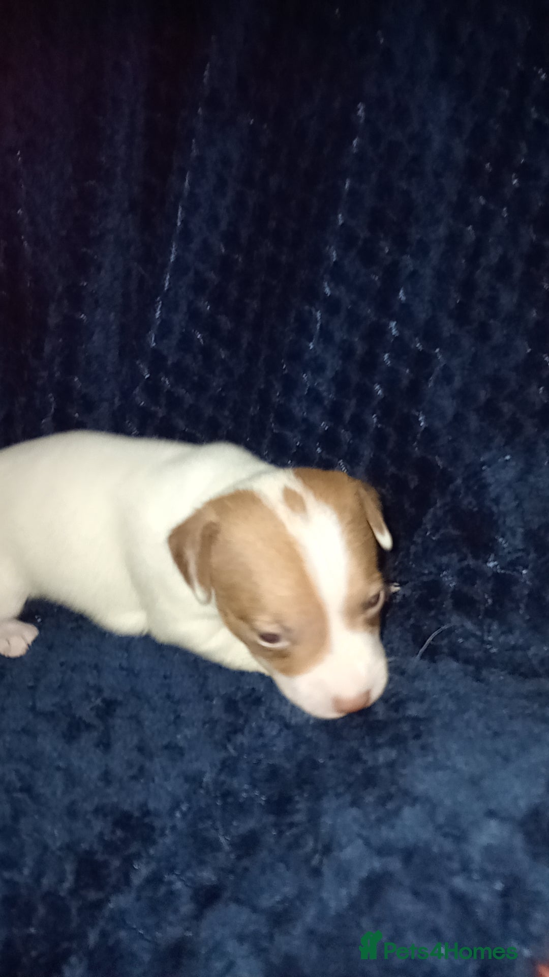 Patterjack dogs for sale: Patterjack/jackrussel - Image 13