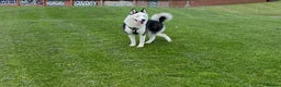 Siberian Husky dogs for stud: Stunning Blue eye Sibrian Husky for Stud (Proven) in Liverpool - Advert 3