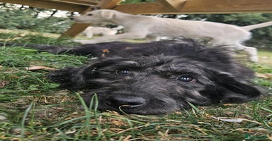 Mixed Breed dogs in Boston - Advert 10