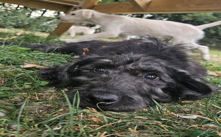 Mixed Breed dogs in Boston - Advert 1