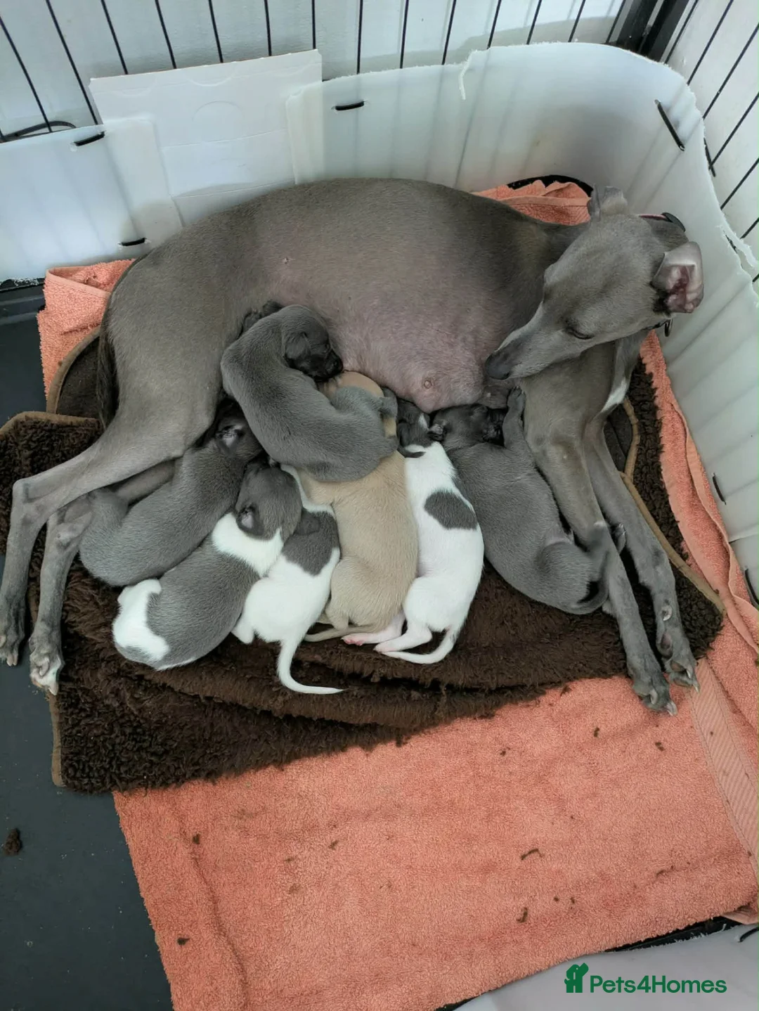 Whippet dogs for sale: Beautiful litter of pedigree whippets  - Advert 1